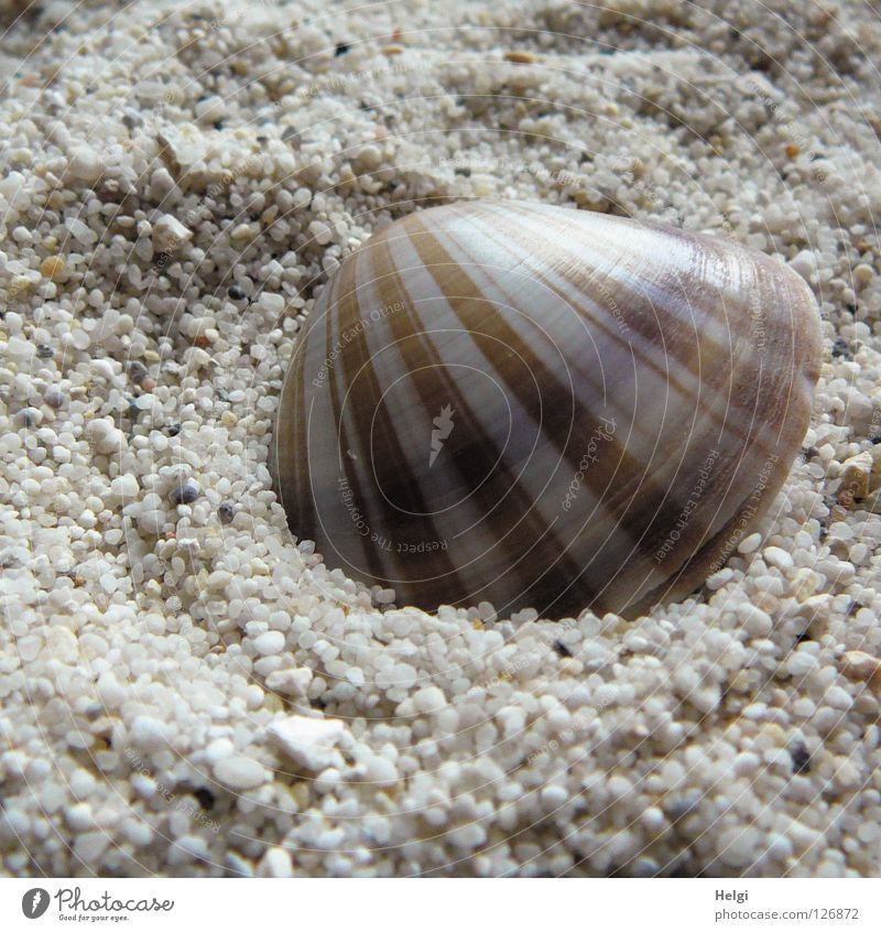 gestreifte Muschel liegt im Sand Strand finden Streifen Muster Meer Sandkorn Kies Kieselsteine Küste schick schön Ferien & Urlaub & Reisen weiß braun beige