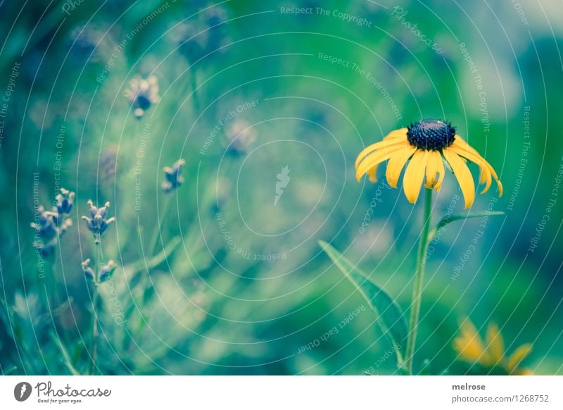 Wegesrand elegant Stil Natur Sommer Schönes Wetter Pflanze Blume Blatt Blüte Wildpflanze Sonnenhut Stauden Blütenpflanze Blütenstiel Blumenwiese Lavendel Park