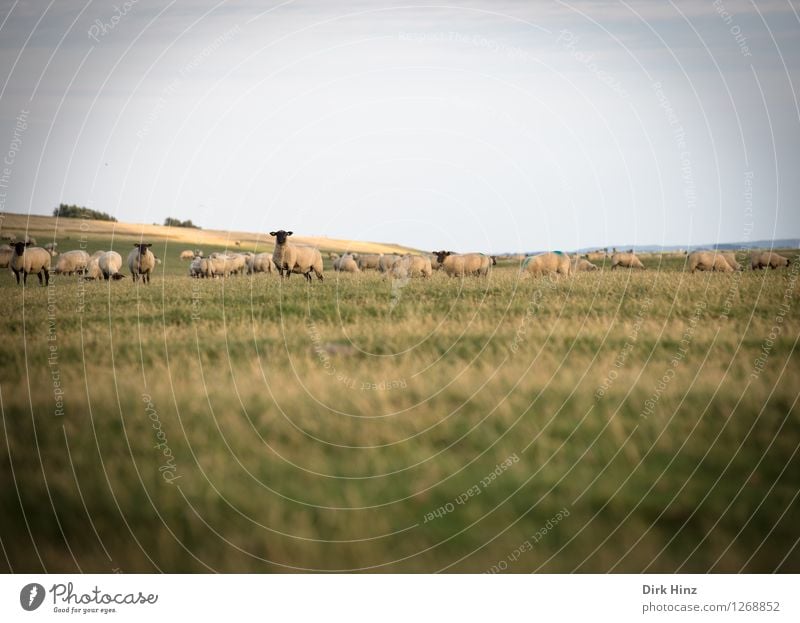 Deichschafe bei Friedrichskoog Ferien & Urlaub & Reisen Tourismus Ausflug Ferne Freiheit Sommerurlaub Meer Umwelt Natur Landschaft Pflanze Tier Himmel Horizont