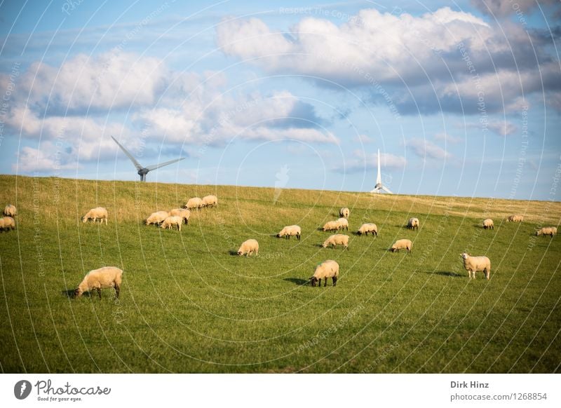 Schafe & Windenergie Erholung Ferien & Urlaub & Reisen Tourismus Ausflug Ferne Freiheit Sommerurlaub Sonnenbad Umwelt Natur Landschaft Himmel Wolken