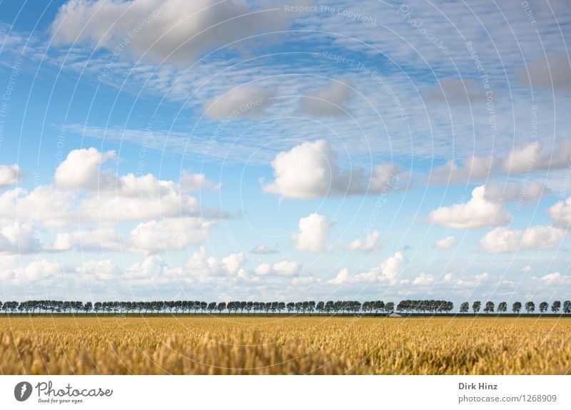 Baumreihe im Kronprinzenkoog Zufriedenheit Erholung Ferien & Urlaub & Reisen Tourismus Ausflug Freiheit Sommerurlaub Umwelt Natur Landschaft Pflanze Himmel