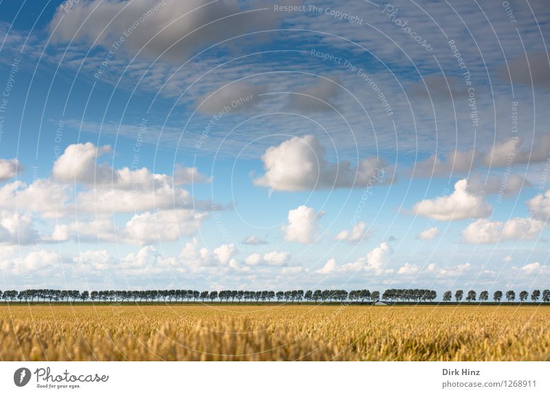 Aussicht im Kronprinzenkoog Ferien & Urlaub & Reisen Tourismus Ausflug Freiheit Fahrradtour Umwelt Natur Landschaft Pflanze Erde Himmel Wolken Sommer