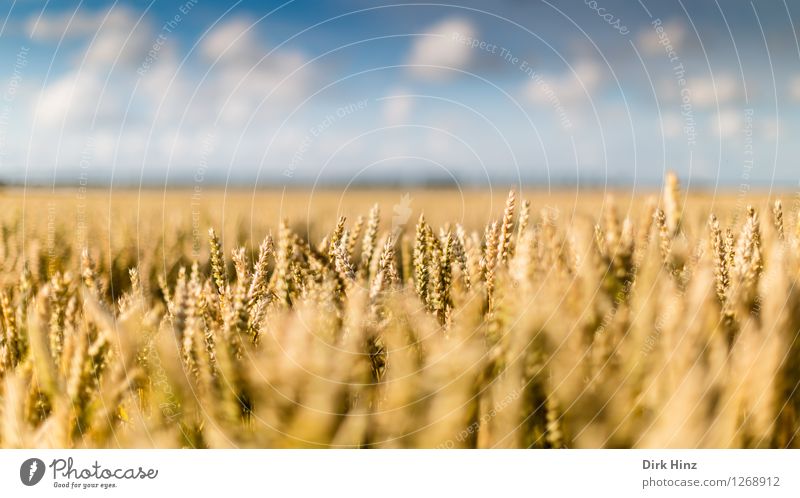 Landwirtschaft ganz nah Umwelt Natur Landschaft Pflanze Himmel Wolken Horizont Sommer Schönes Wetter Nutzpflanze Feld Unendlichkeit natürlich blau gold