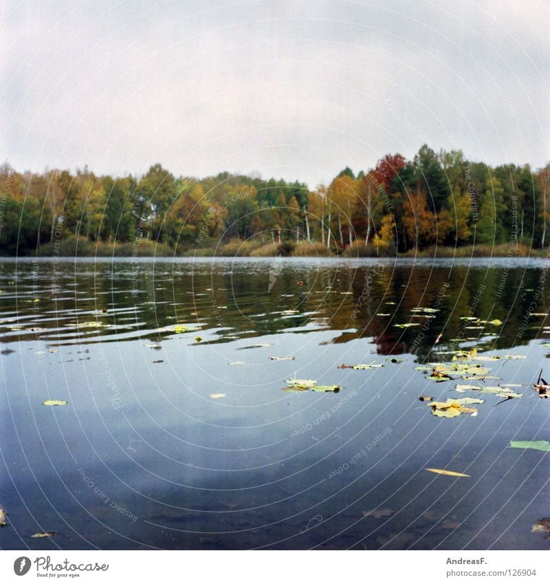 September Herbst Oktober November See Blatt Laubwald Waldsee Wasseroberfläche mehrfarbig Herbstwald Herbstfärbung ungemütlich Mittelformat Seeufer Baum Umwelt