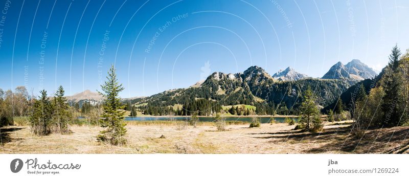 am Lauenensee harmonisch Zufriedenheit Erholung ruhig Sommer Berge u. Gebirge Natur Landschaft Herbst Schönes Wetter Tanne Schilfrohr Stroh Gras Alpen Gipfel