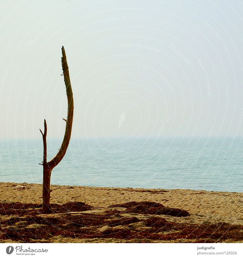 Ruhe See Meer Küste Strand Baum Luft Ferien & Urlaub & Reisen Algen Licht ruhig Umwelt Horizont Physik Sommer Farbe Ostsee Sand Baumstamm Ast Wasser Himmel Tod