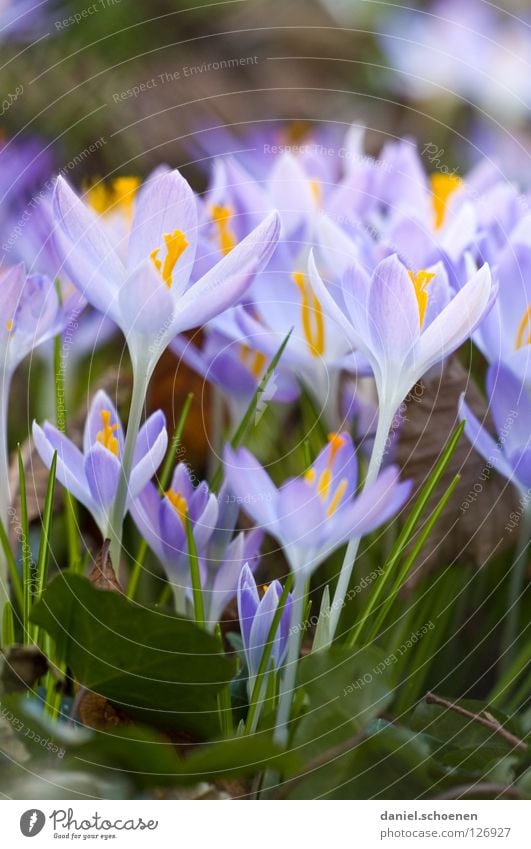 Hochkantfrühling Frühling Krokusse Wachstum Blüte rosa violett gelb Gras Hintergrundbild Blütenblatt Wiese mehrere Makroaufnahme Nahaufnahme Garten Blühend