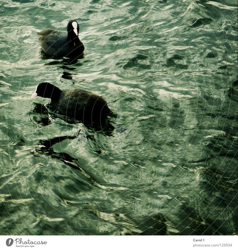 In stürmischen Zeiten grün Schwan schwarz Wellen Schnabel dunkel Wind weiß Feder Vogel tief Eisenbahn See Schweiz Zugersee Sturm Leben Leidenschaft