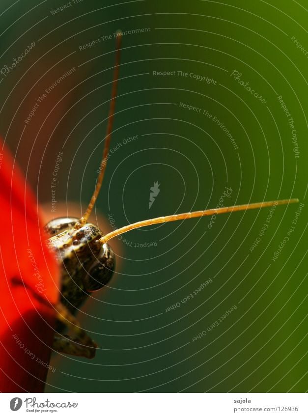 vorwitzig Tier Wildtier Tiergesicht Insekt Heuschrecke 1 festhalten braun grün rot Fühler verstecken Hochformat Farbfoto mehrfarbig Außenaufnahme Nahaufnahme