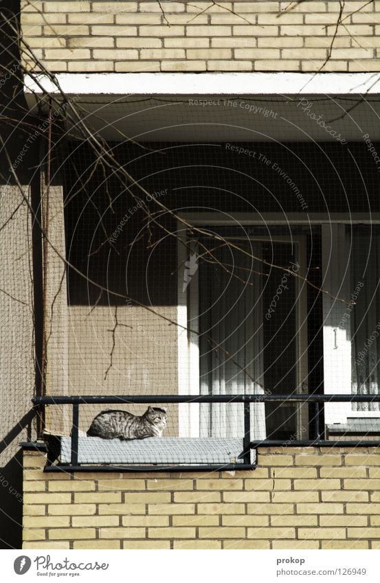 Auf dem Sonnendeck Katze Sonnenbad Balkon Haus Tier Sonnenstrahlen Fallrohr Balkontür Gardine Erholung Haustier grau gelb Backstein Mensch trist Neukölln