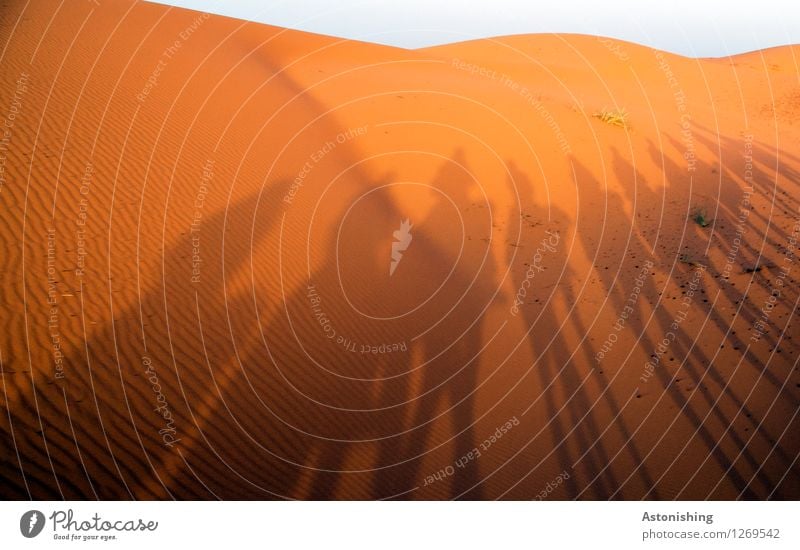 Schattenspiele Umwelt Natur Landschaft Sand Himmel Wolkenloser Himmel Horizont Sonne Sommer Wetter Schönes Wetter Wärme Dürre Hügel Wellen Wüste Erg Chebbi