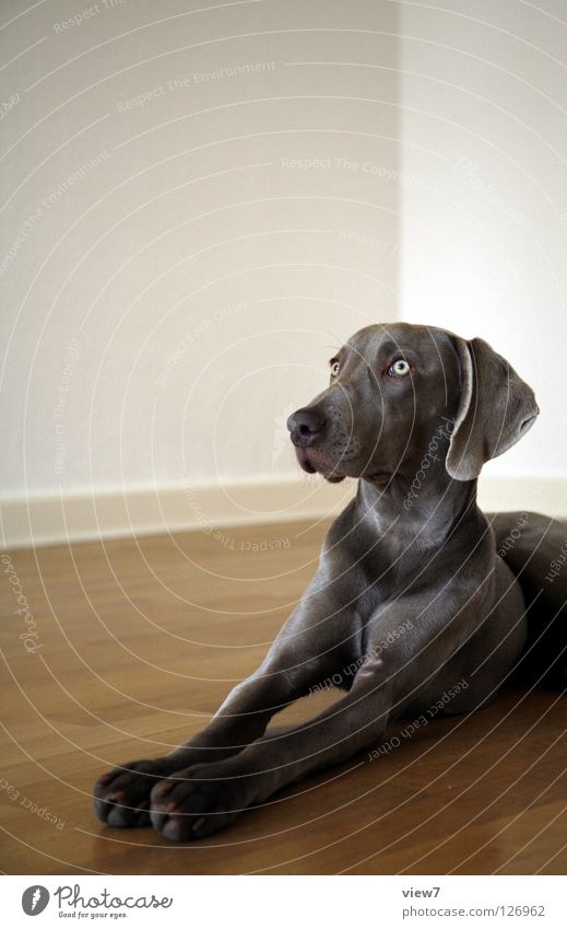 Pass auf! Hund Weimaraner Säugetier Parkett Bodenbelag Wand weiß grau Pfote schön niedlich liegen Blick Lefzen beobachten Stolz edel Nase Auge Haushund