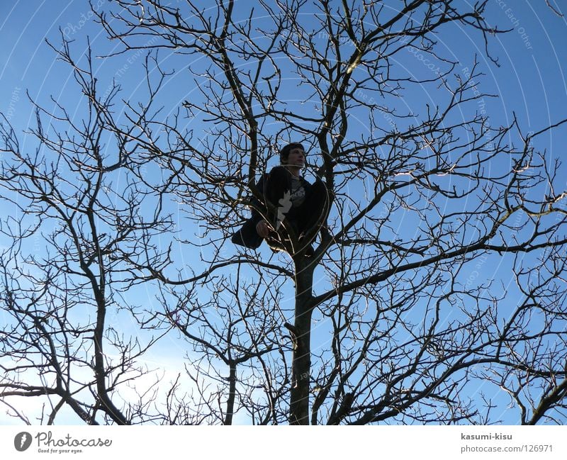 alone Baum Mann Winter braun Einsamkeit Vertrauen Ast Himmel Klettern blau