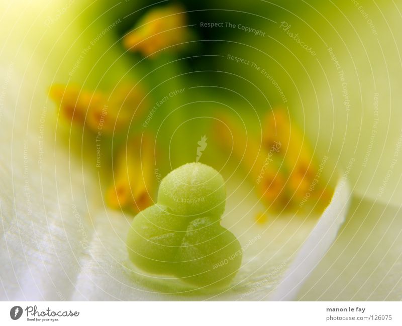 Lilly grün weiß gelb Pflanze Blüte skurril Leben Blütenstempel Staubfäden zart Pollen Lilien Licht halbdunkel Liliengewächse Blume Makroaufnahme Nahaufnahme