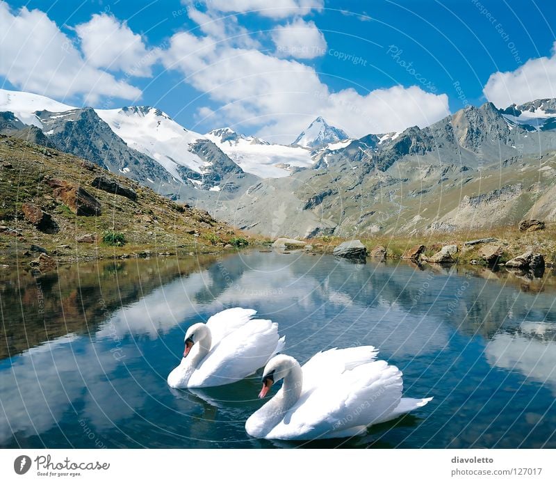 Only together... Gebirgssee Schwan Vogel See Zusammensein Gewässer Gipfel Romantik schön Pflanze Tier weiß Wolken Sommer Natur Liebe unschuldig Federvieh weich