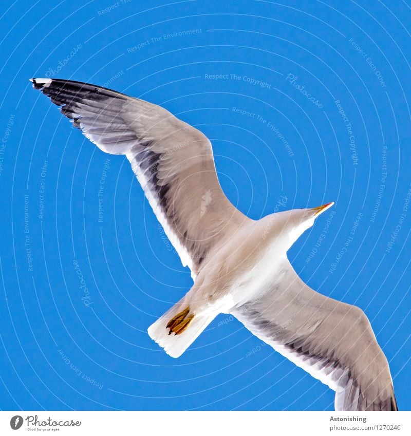 Möwe im Flug III Tier Luft Himmel Wolkenloser Himmel Sommer Wetter Schönes Wetter Wärme Essaouira Marokko Wildtier Vogel Tiergesicht Flügel 1 fliegen Blick