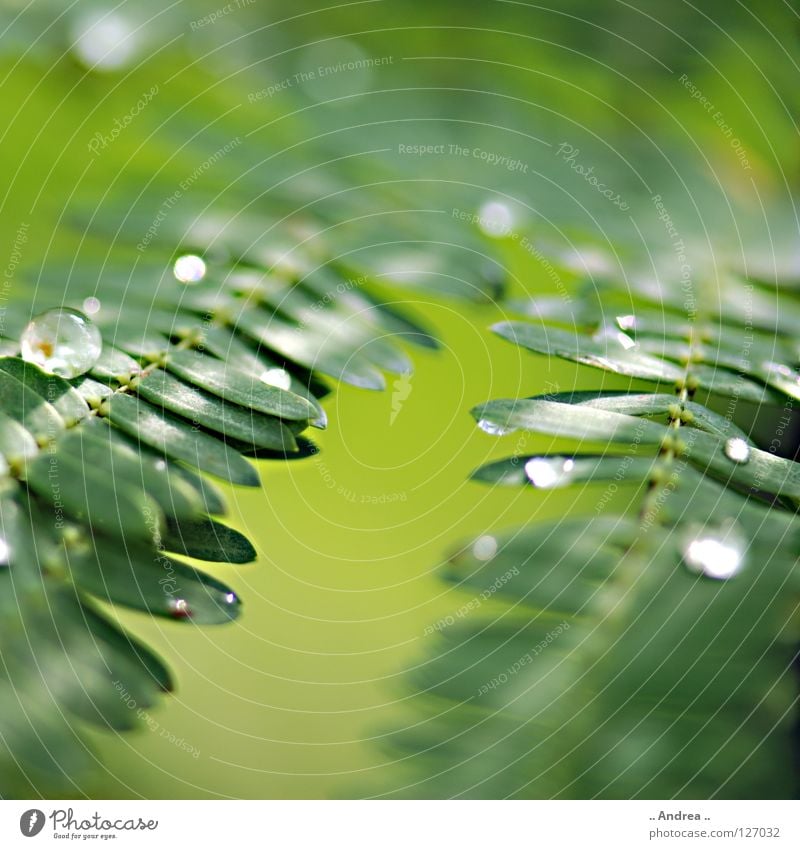 Tau III Bioprodukte elegant Freude schön Leiter Umwelt Natur Pflanze Wassertropfen Regen glänzend träumen Wachstum dunkel frisch modern nass weich grün Gefühle