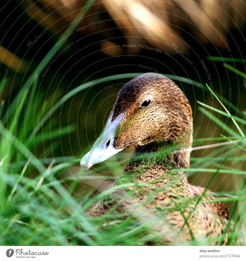 Spy Games Erpel Vogel Schnabel Feder Pflanze Tier scheckig Gras Wiese Teich Zwinkern spionieren ducken grün braun Ente wasservogel Wasser schärfeverlauf