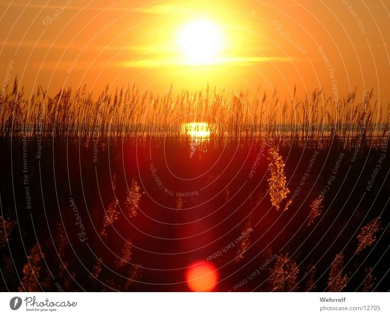 Sonnenuntergang1 Gras Meer Sehnsucht Natur Wasser Wattenmeer Sonnenutergang