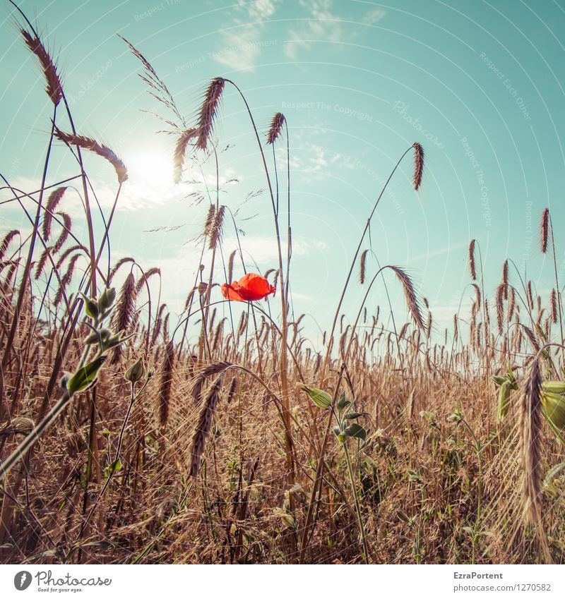 inmitten Umwelt Natur Landschaft Pflanze Himmel Wolken Sonne Sommer Klima Klimawandel Wetter Schönes Wetter Wärme Blume Blüte Nutzpflanze Feld natürlich trocken