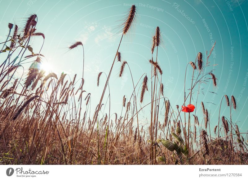 Feld Umwelt Natur Landschaft Pflanze Himmel Sonne Sommer Klima Schönes Wetter Wärme Blume Nutzpflanze Blühend stehen blau orange rot Kraft Zusammensein Getreide