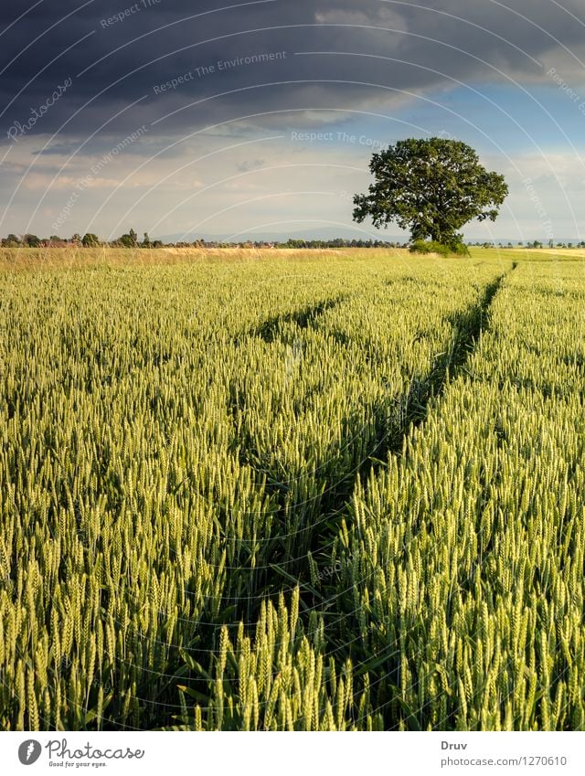 cornfield Sommer Natur Landschaft Gewitterwolken Wetter Unwetter Baum Getreidefeld Feld Wachstum landscape farm Großgrundbesitz tree farming peaceful scenic