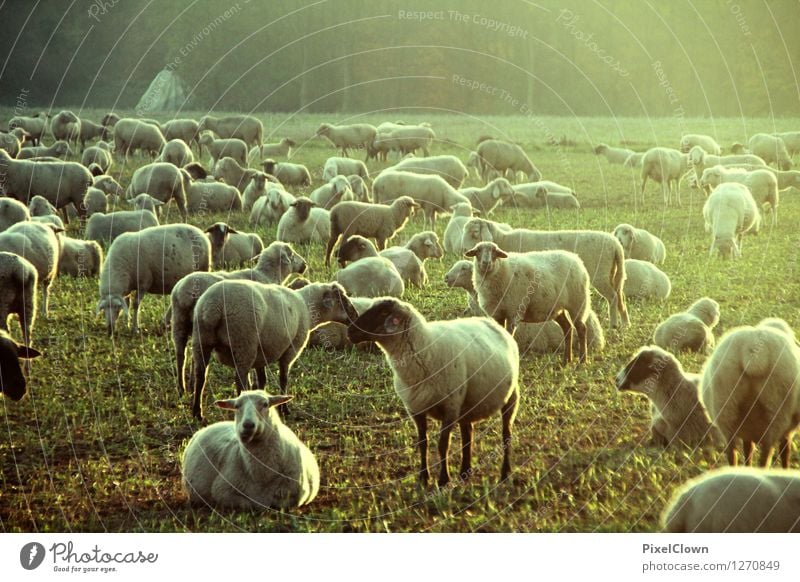 Festival der Schafe Landwirtschaft Forstwirtschaft Natur Sonnenaufgang Sonnenuntergang Sommer Wiese Feld Dorf Fell Tier Nutztier Tiergruppe Fressen Blick