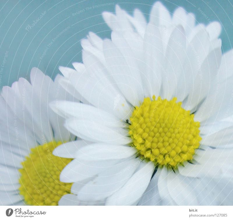 JUBILÄUMSBLÜMCHEN-250 blättrig Frühling Blume blau weiß Zufriedenheit Frühlingsgefühle Romantik schön Gänseblümchen Blüte Blatt Blütenblatt Wildpflanze