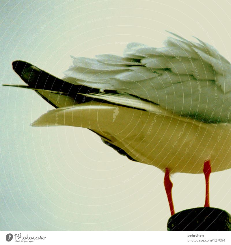 bringt vogelscheiße auf dem kopf... Farbfoto Außenaufnahme Menschenleer Sommer Strand Himmel Wolken Vogel Flügel fliegen stehen Wachsamkeit Sorge Möwe