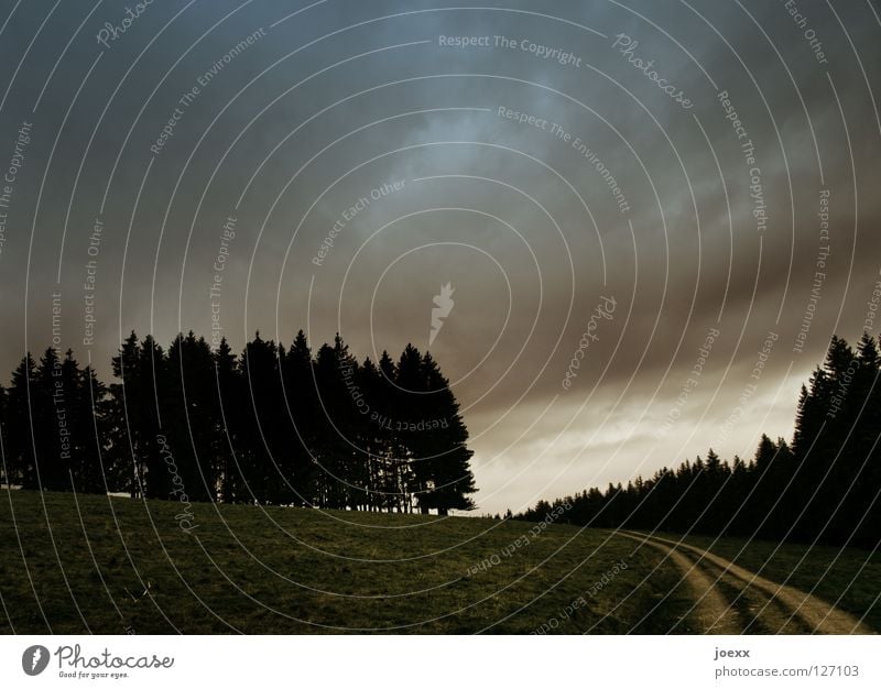 Hoffnung Baum Baumreihe Dämmerung dunkel Erholung Feld Wunsch Idylle Denken Regenwolken ruhig Sonnenlicht Spuren Stimmung Unwetter Wald Waldrand Physik Wiese