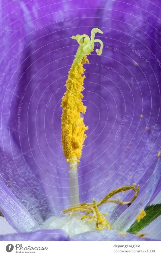 Violette Blütenblüte. schön Garten Natur Pflanze Blume frisch natürlich blau rosa weiß Farbe violett Beautyfotografie schließen geblümt Stiefmütterchen purpur