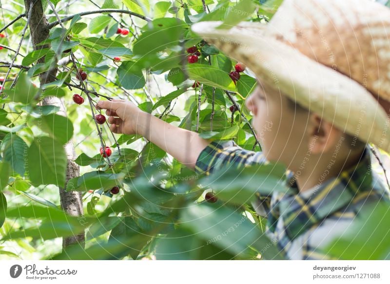 Kinderernte Morello Kirschen Frucht Essen Freude Sommer Garten Gartenarbeit Mädchen Familie & Verwandtschaft Kindheit Hand Natur Baum frisch klein lecker