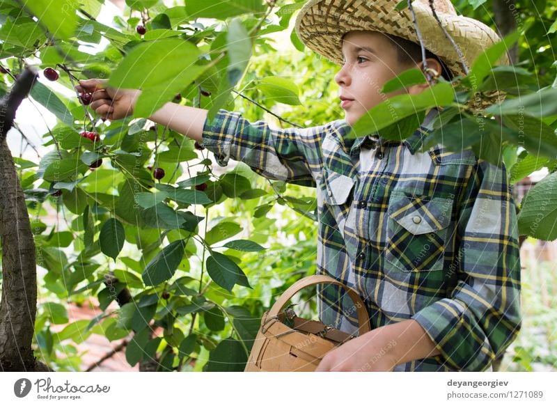 Kinderernte Morello Kirschen Frucht Essen Freude Sommer Garten Gartenarbeit Mädchen Familie & Verwandtschaft Kindheit Hand Natur Baum frisch klein lecker