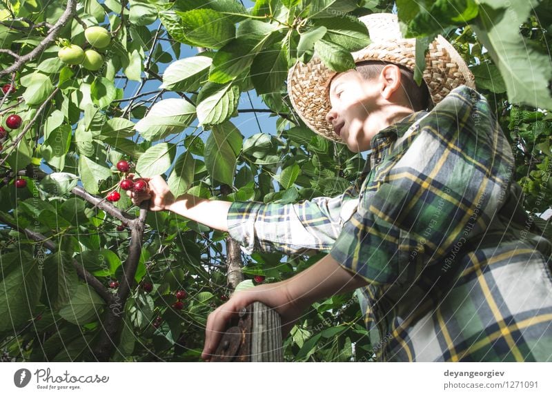 Kinderernte Morello Kirschen Frucht Essen Freude Sommer Garten Gartenarbeit Mädchen Kindheit Hand Natur Baum frisch klein lecker niedlich saftig grün rot