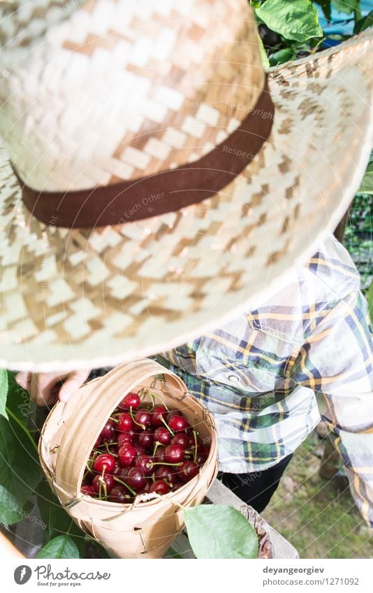 Kinderernte Morello Kirschen Frucht Essen Freude Sommer Garten Gartenarbeit Mädchen Kindheit Hand Natur frisch klein lecker niedlich saftig grün rot