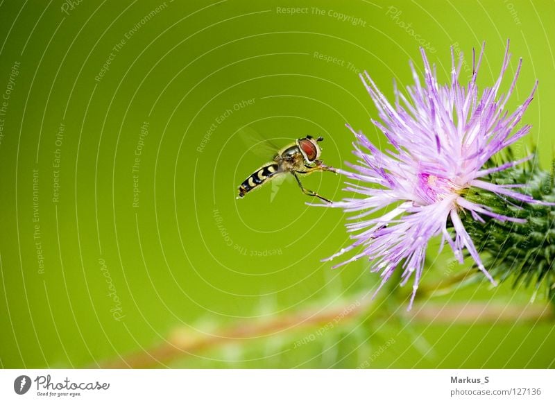 Andockmanöver Insekt Blume grün Tier Schweben Fliege Schwebefliege Natur fliegen