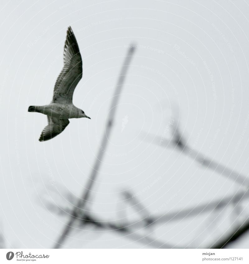 Mafied the Möwe Vieh Tier Gier Vogel Schweben gleiten Baum Unschärfe Spannweite Meer See Luft Schnabel grau trist Herbst Frieden drecksviech fliegen Ast Flügel