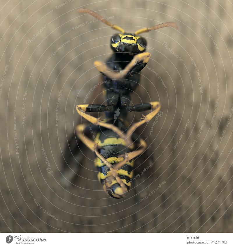 Wespenleben Natur Tier Wildtier Totes Tier Tiergesicht Flügel 1 Stimmung gelb schwarz Fühler Angst bedrohlich Wespennest Stachel Farbfoto Nahaufnahme