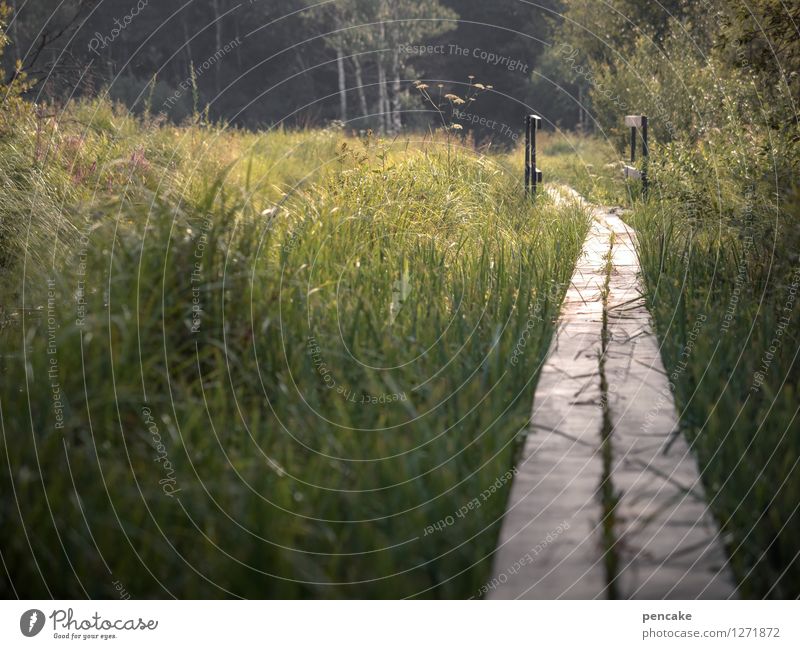 zwischendurch Natur Landschaft Urelemente Erde Wasser Sommer Gras Sträucher Wald Moor Sumpf wandern Erwartung geheimnisvoll Gelassenheit Perspektive Sicherheit