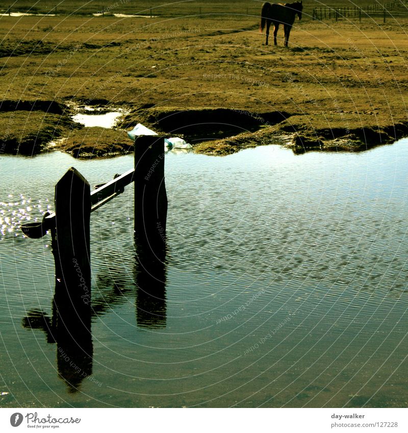 Über Wasser Pferd Steppe Gelände Feld Weide Wiese Pferch Pfütze Bach Reflexion & Spiegelung Wellen Säugetier Fluss Niveau Rasen Wasserstelle Nordsee baltrum