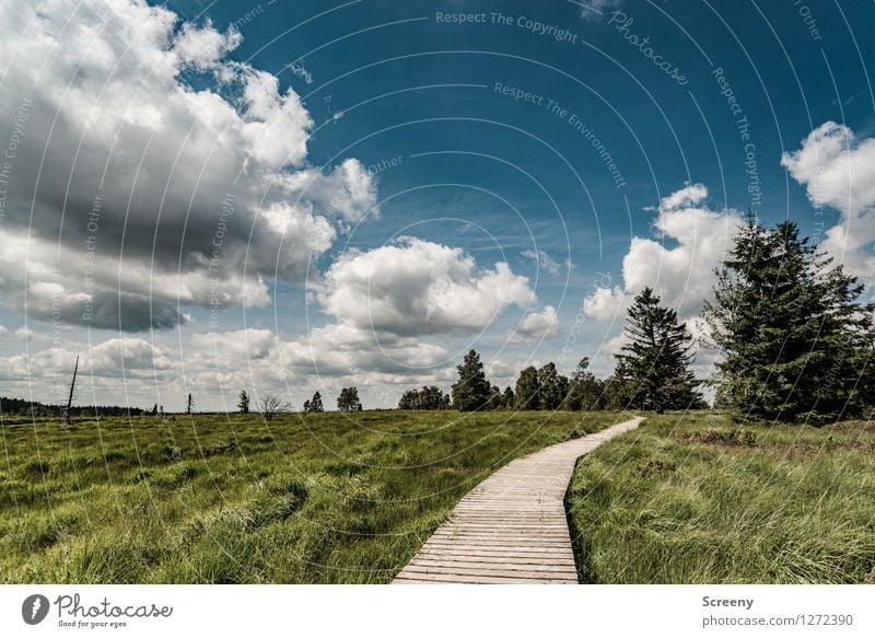 Auf nach Fluffighausen... Ferien & Urlaub & Reisen Tourismus Ausflug wandern Natur Landschaft Pflanze Himmel Wolken Sommer Schönes Wetter Baum Gras Sträucher