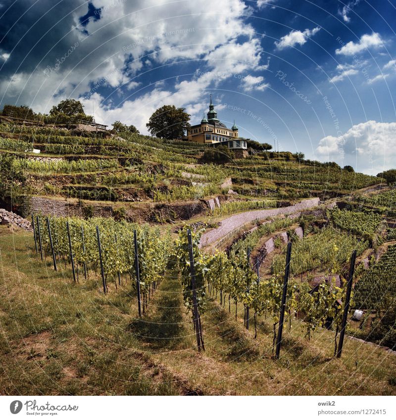 Müller-Thurgau Ferien & Urlaub & Reisen Tourismus Ausflug Umwelt Natur Landschaft Himmel Wolken Horizont Klima Wetter Schönes Wetter Baum Gras Nutzpflanze