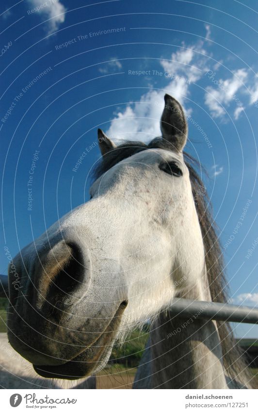 ...und sonst ?? Pferd Weitwinkel Landwirtschaft Tier Wiese Sommer grün zyan Ferien & Urlaub & Reisen Schwarzwald Umwelt Biotop ökologisch Wolken Gras schön