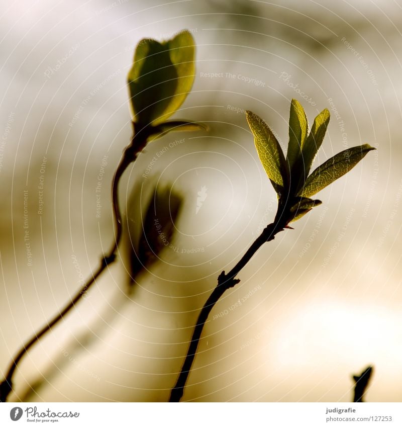 Frühling frisch zart Blatt Licht Gegenlicht Baum Sträucher Umwelt Pflanze Farbe Blütenknospen Trieb neu Zweig Natur