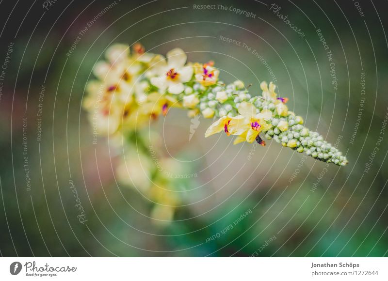 gelb-roter Blütenkringel Umwelt Natur Landschaft Pflanze Frühling Sommer Schönes Wetter Blume Grünpflanze Wildpflanze schön grün Makroaufnahme Außenaufnahme