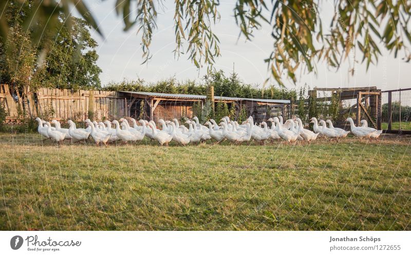 der große Gänsemarsch Umwelt Natur Landschaft Tier Vogel Tiergruppe Schwarm Tierfamilie Zusammenhalt Gans Bauernhof Bioprodukte Biologische Landwirtschaft