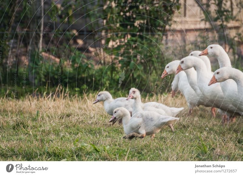 mein erster Gänsemarsch Umwelt Natur Pflanze Tier Nutztier Vogel Tiergruppe Schwarm Tierfamilie Entschlossenheit Erfahrung Erfolg erleben Freiheit Freude