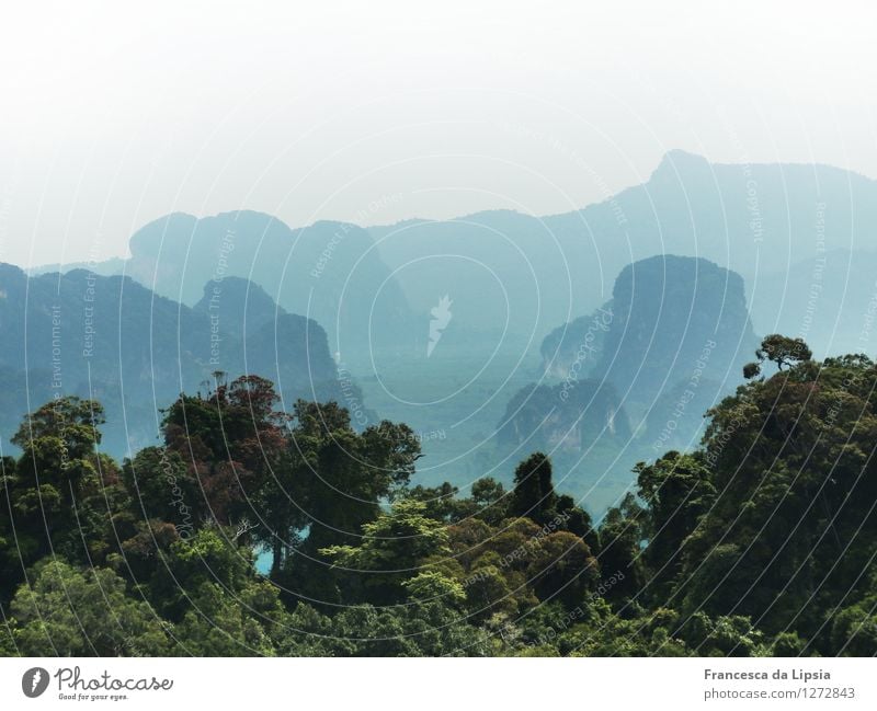 Karstberge und Regenwald Klettern Bergsteigen Horizont Nebel Wald Urwald Hügel Felsen Berge u. Gebirge Gipfel Kalkstein exotisch fantastisch hoch natürlich wild