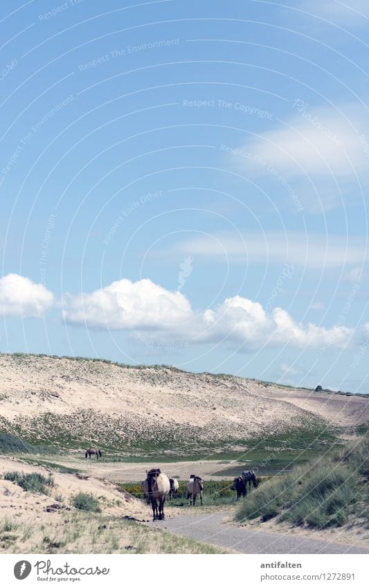 Oh, Pferde! Ferien & Urlaub & Reisen Tourismus Ausflug Freiheit Sommer Sommerurlaub Sonne Meer Natur Sand Wolken Schönes Wetter Wind Hügel Küste Nordsee Düne