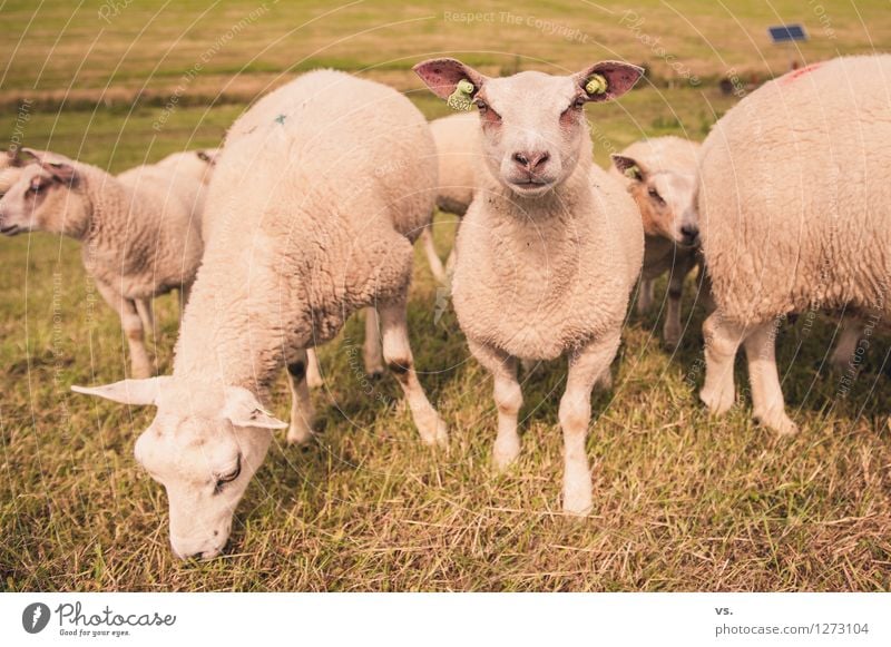 Schafes Bild Landschaft Gras Wiese Küste Tier Nutztier Fell Pfote Schafherde Tiergruppe Herde Tierjunges Fressen füttern Gesundheit weich Tierliebe gefräßig